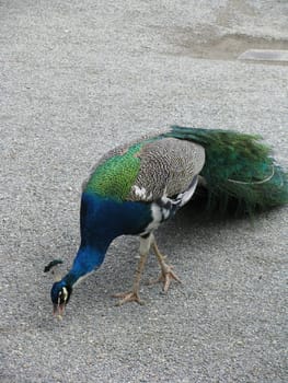 Peacock picks Koerner