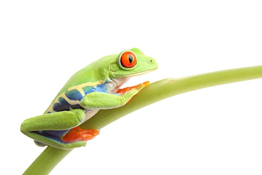 frog on stem isolated