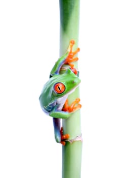 frog on bamboo isolated