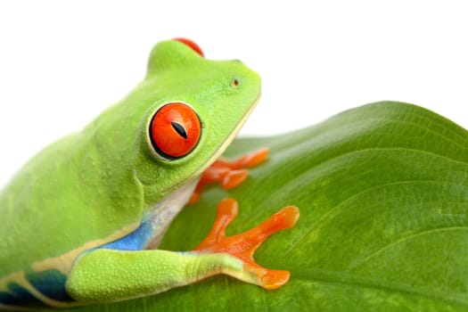 frog on a leaf isolated white