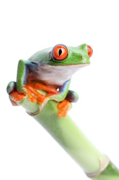 frog on bamboo