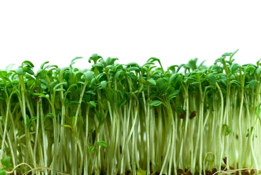 Fresh cress