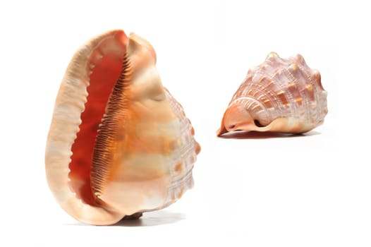 Sea snails