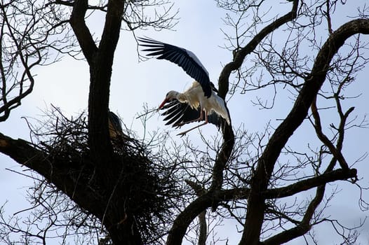 Stork