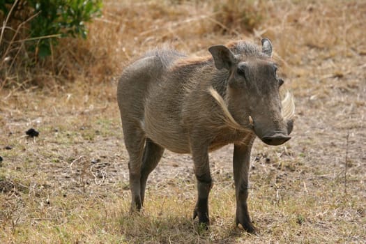 Warthog