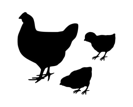 Chicken and chick