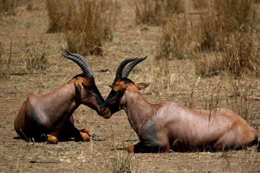 Antelope