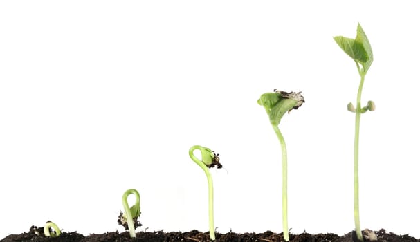 Development