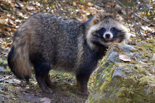 Raccoon dog