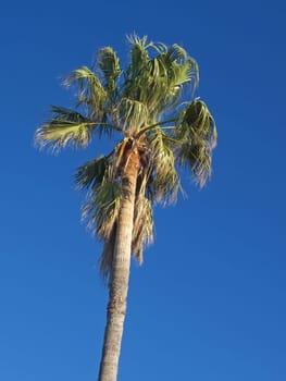 palm tree