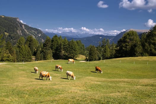 Alpe di Siusi,South Tyrol