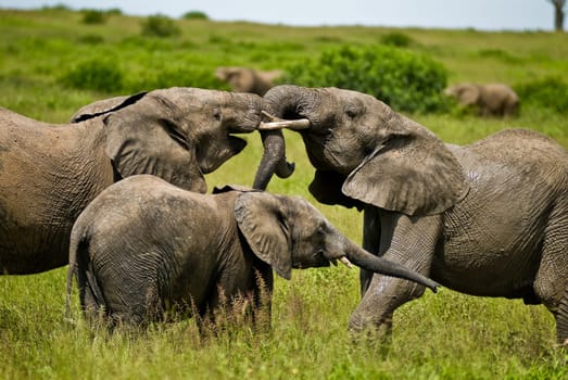 Elephants