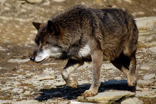 Wolf
