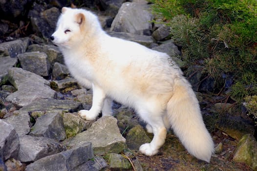 Polar fox