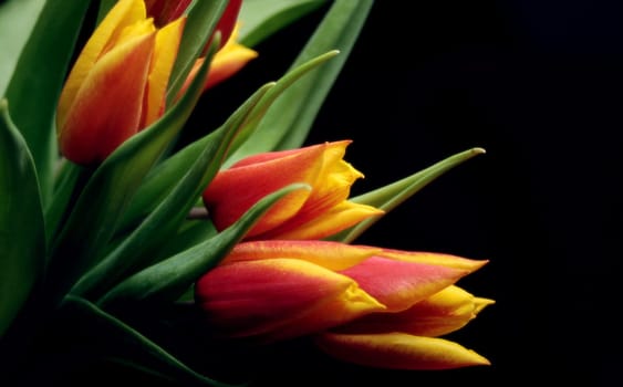 Tulips