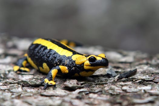 After a warm summer rain,you can also encounter the predominantly nocturnal fire salamanders during the day. He prefers the vicinity of clear streams,where in spring or summer the livebearing female is already 15-50 with legs and outer gills