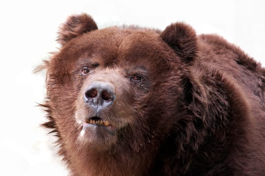 old brown bear