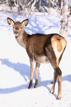 looking roe-doe in winter on snow