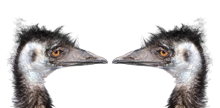 two ostriches heads isolated on white background