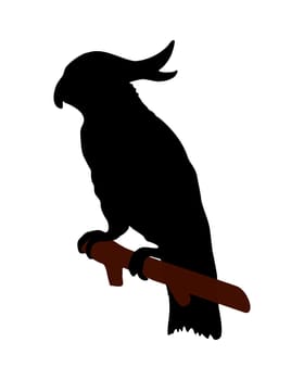 The black silhouette of a cockatoo