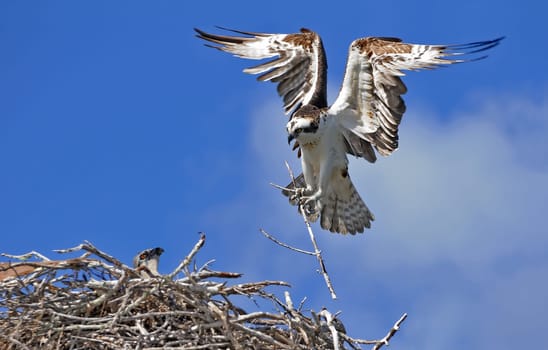 Nesting