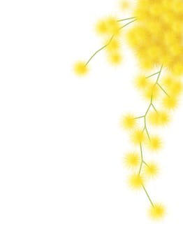 Mimosa