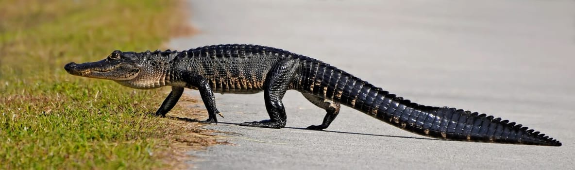 Alligator II