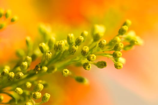 Yellow floret