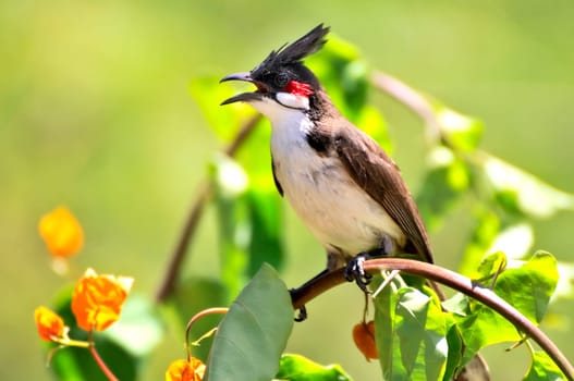 Bulbul I
