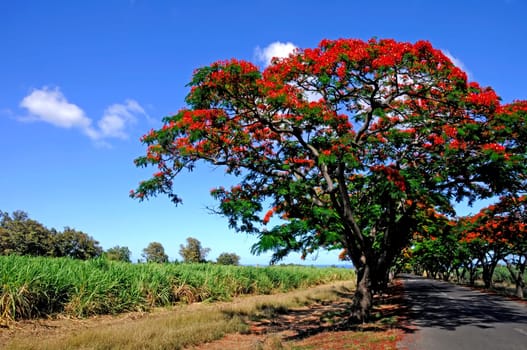Flame Tree Avenue