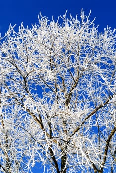 winter tree