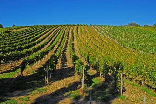 The vineyards of Vienna