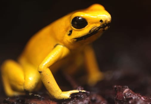Horrible poison dart frog