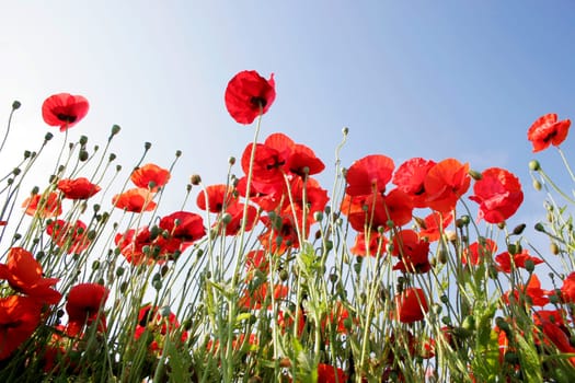 poppies