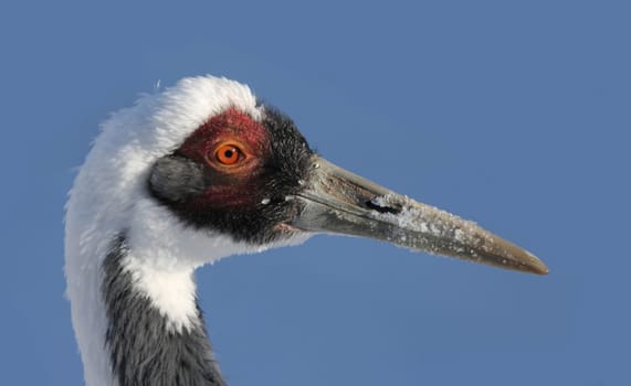 CranePortrait