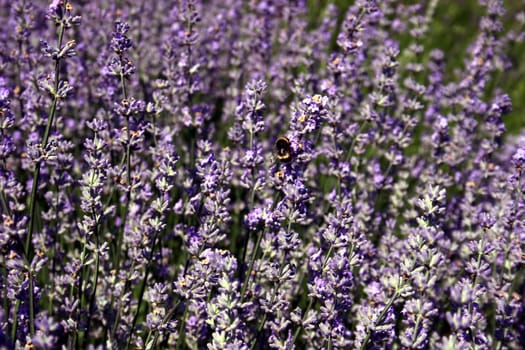 Blooming lavender with bumblebee