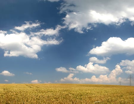 Wheat field in late summer in front of sky
