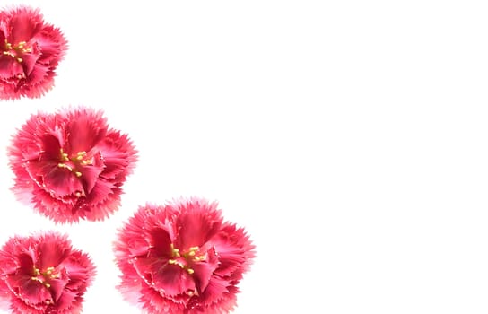 pink carnation flowers