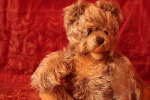 Small Teddy