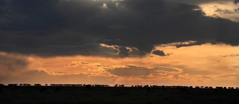 masai mara