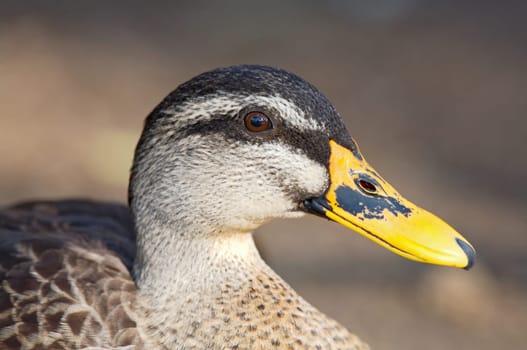 Beautiful duck
