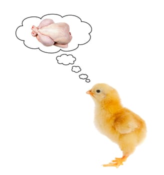 Yellow chick scared thinking