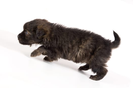 Cute puppy dog brown