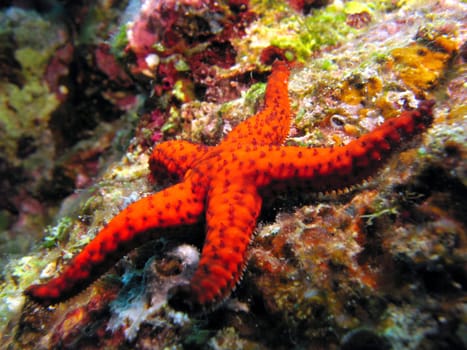 red starfish in the coral reef.