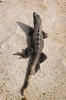 Iguana in the Sand