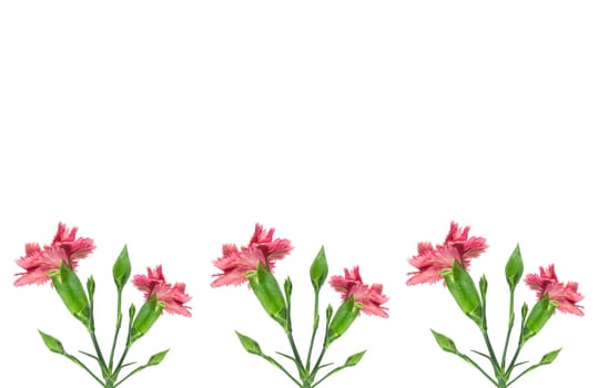 pink carnation flowers border
