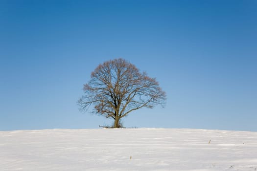 Linden tree in winter