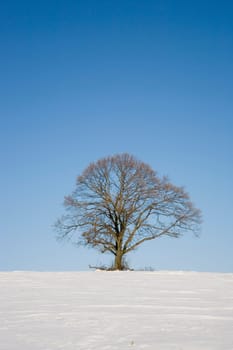 Linden tree in winter