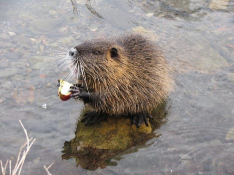 Nutria,Myocastor coypus