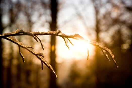 Branch with snow backlit